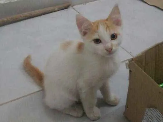 Gato ra a SRD idade 2 a 6 meses nome Sem nome