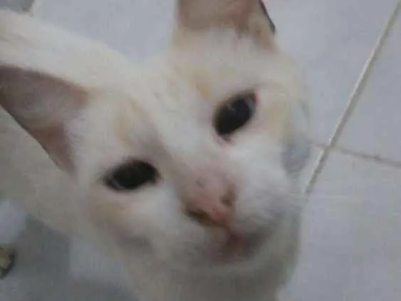 Gato ra a SRD idade 2 a 6 meses nome Sem nome