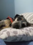 Spike