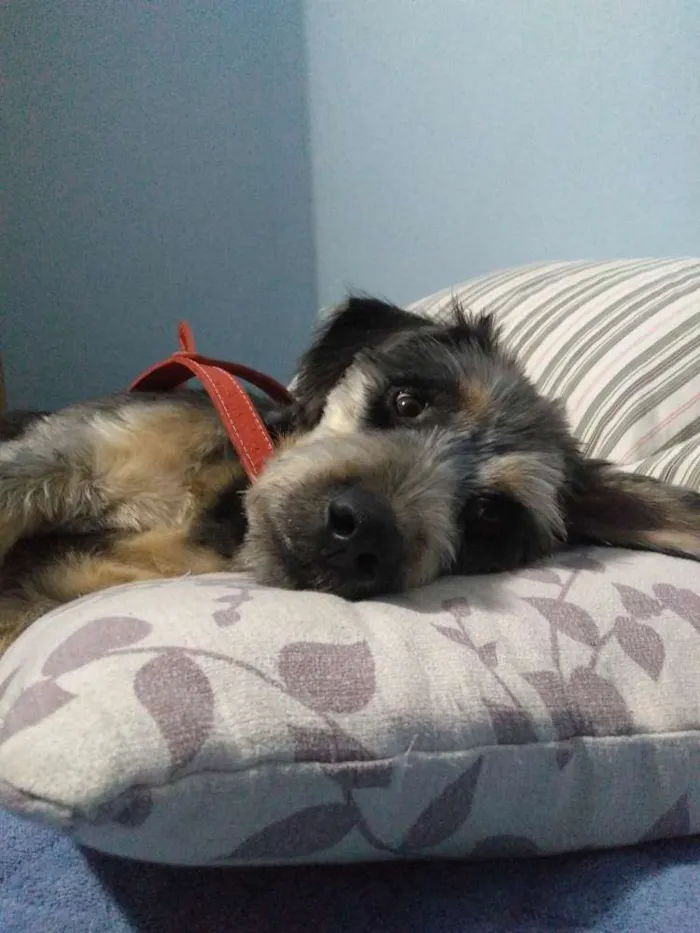 Cachorro ra a Srd idade 1 ano nome Spike