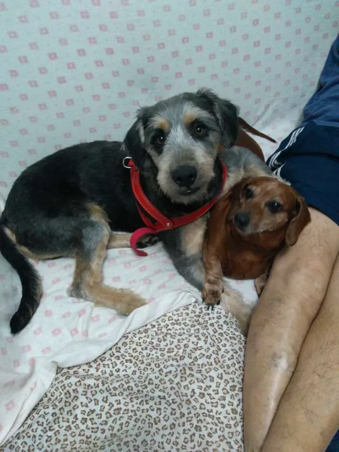 Cachorro ra a Srd idade 1 ano nome Spike