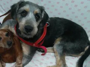 Cachorro raça Srd idade 1 ano nome Spike