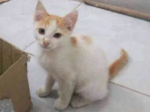 Gato raça SRD idade 2 a 6 meses nome Sem nome