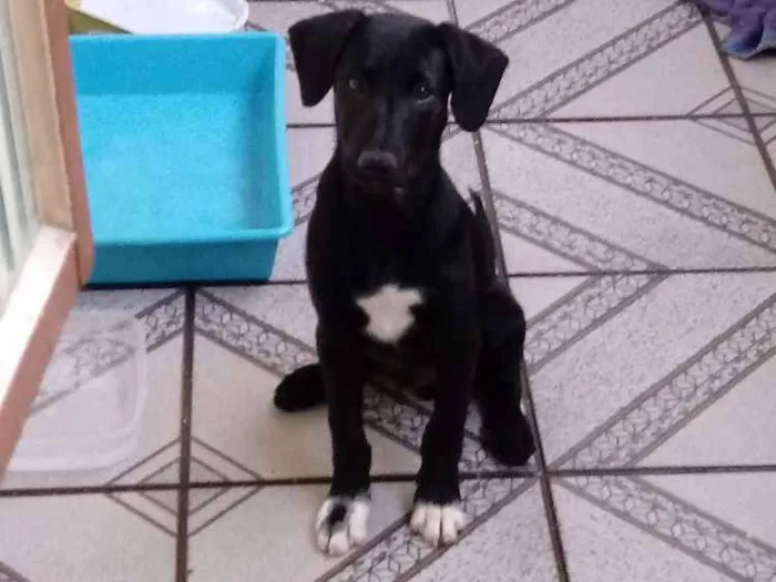 Cachorro ra a Raça não definida idade 2 a 6 meses nome Billy