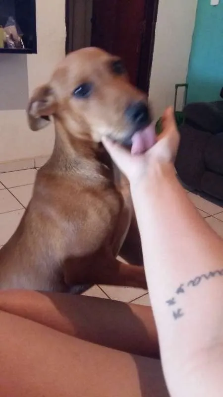 Cachorro ra a Vira lata idade 2 anos nome Mike
