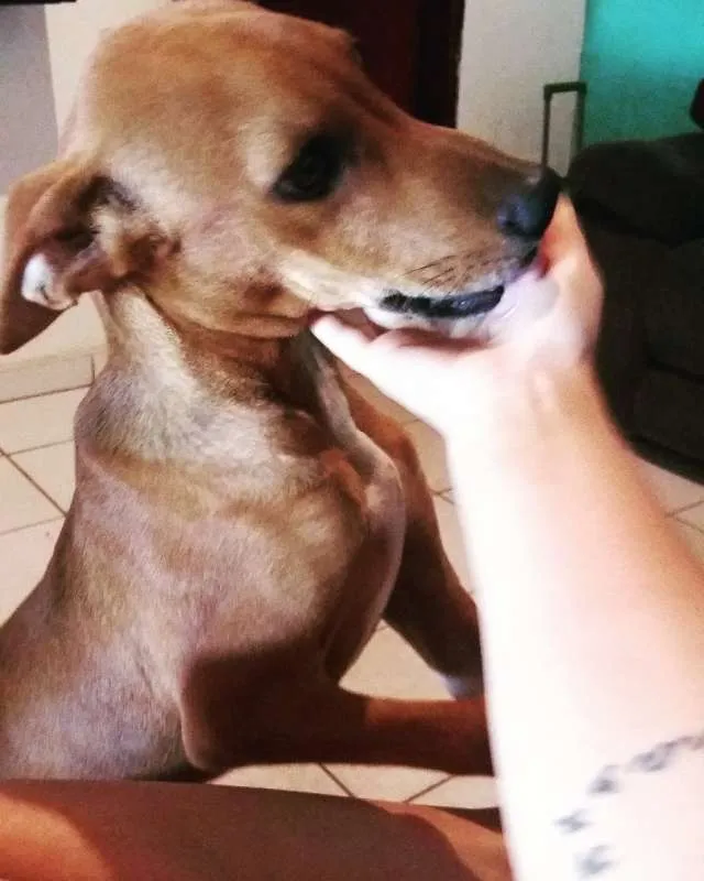 Cachorro ra a Vira lata idade 2 anos nome Mike