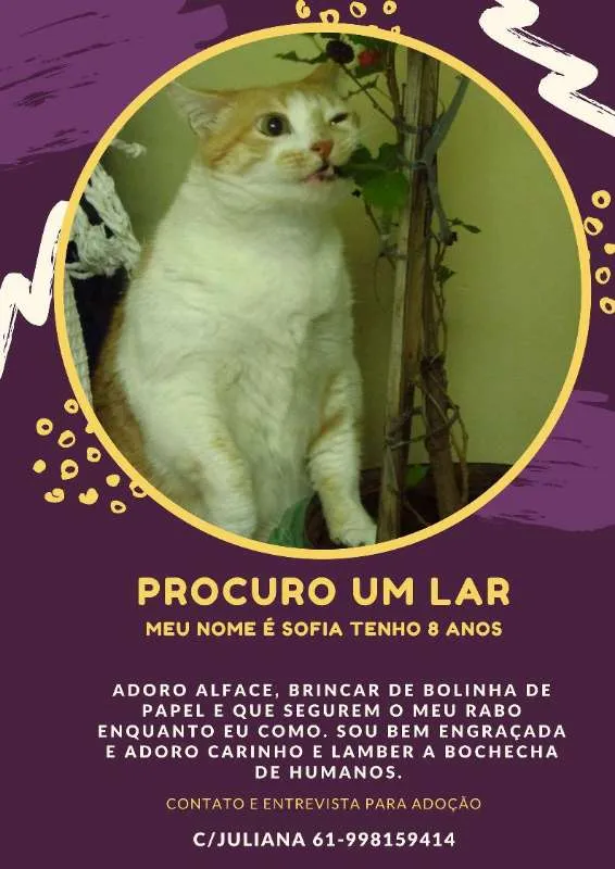Gato ra a SRD idade 6 ou mais anos nome Pandinha
