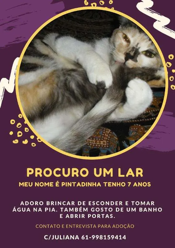 Gato ra a SRD idade 6 ou mais anos nome Pandinha