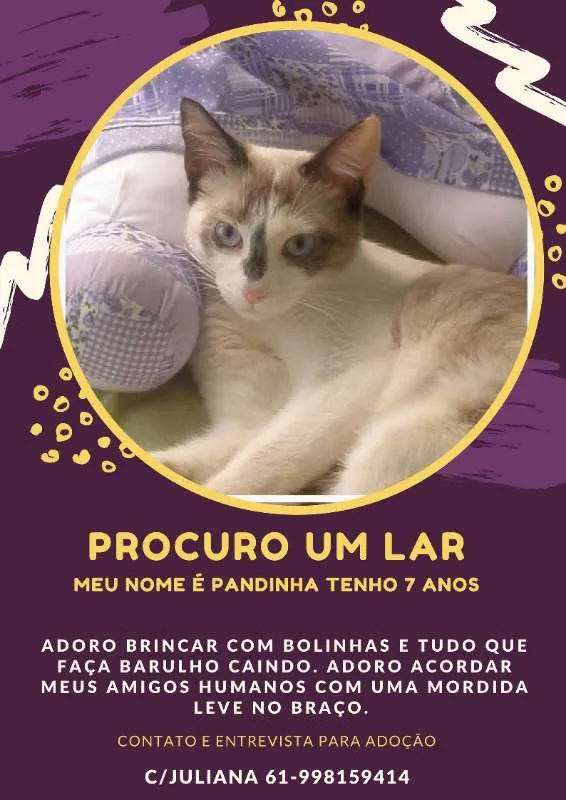 Gato ra a SRD idade 6 ou mais anos nome Pandinha