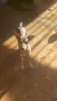 Mel, bolinha, olivia