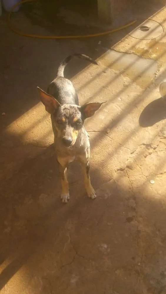 Cachorro ra a Vila-lata idade 2 a 6 meses nome Mel, bolinha, olivia
