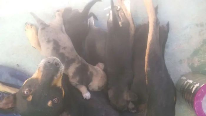 Cachorro ra a Vila-lata idade 2 a 6 meses nome Mel, bolinha, olivia