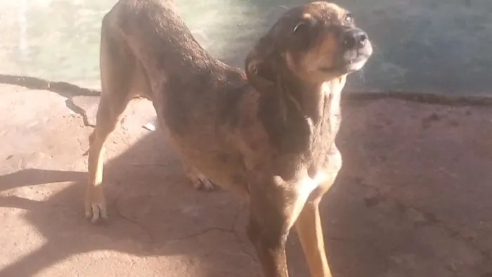 Cachorro ra a Vila-lata idade 2 a 6 meses nome Mel, bolinha, olivia