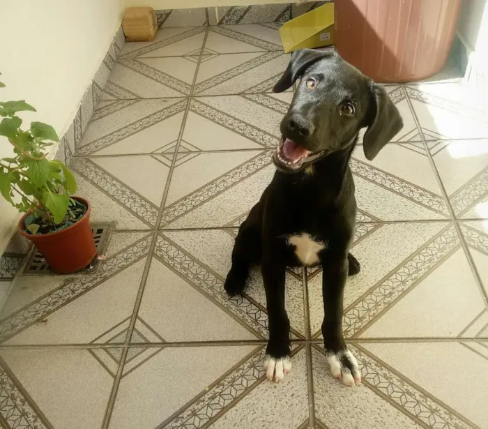 Cachorro ra a Raça não definida idade 2 a 6 meses nome Billy