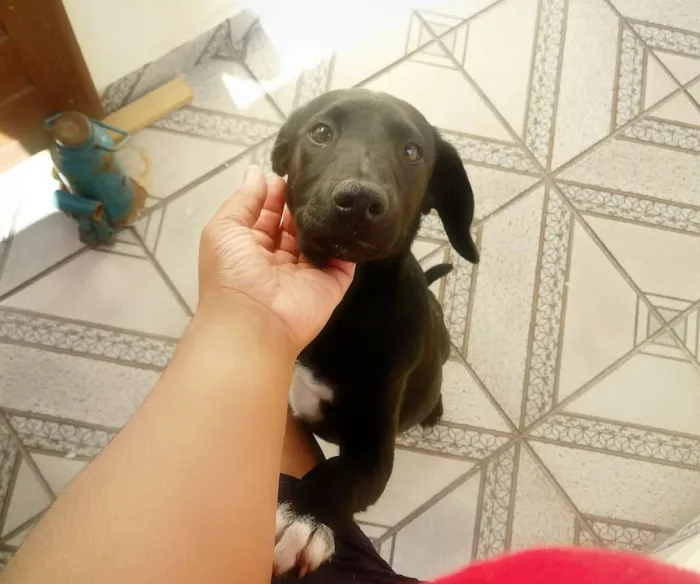 Cachorro ra a Raça não definida idade 2 a 6 meses nome Billy