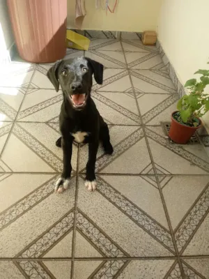 Cachorro raça Raça não definida idade 2 a 6 meses nome Billy - no momento