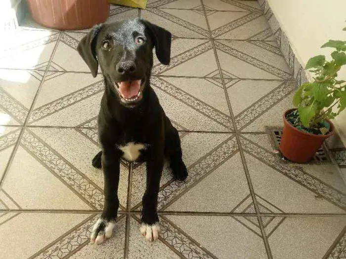 Cachorro ra a Raça não definida idade 2 a 6 meses nome Billy - no momento