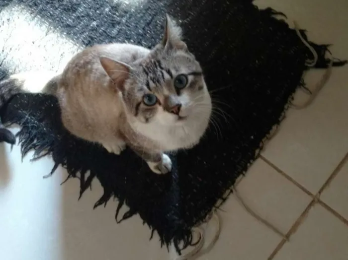 Gato ra a SRD idade 4 anos nome Derik