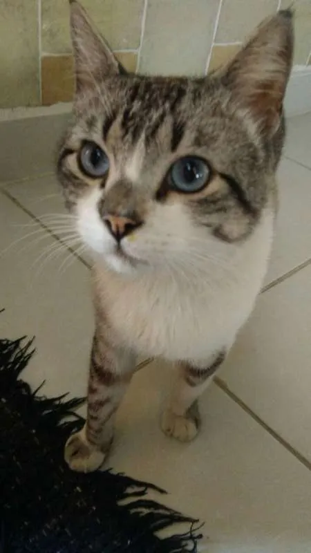 Gato ra a SRD idade 4 anos nome Derik
