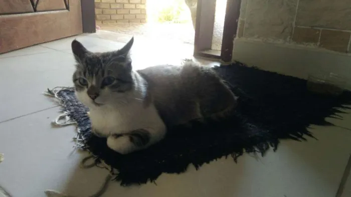 Gato ra a SRD idade 4 anos nome Derik