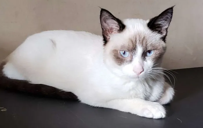 Gato ra a Sialata idade 2 a 6 meses nome Horácio
