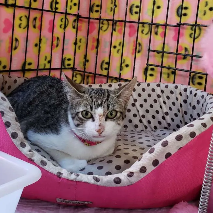 Gato ra a  idade 2 a 6 meses nome Perla