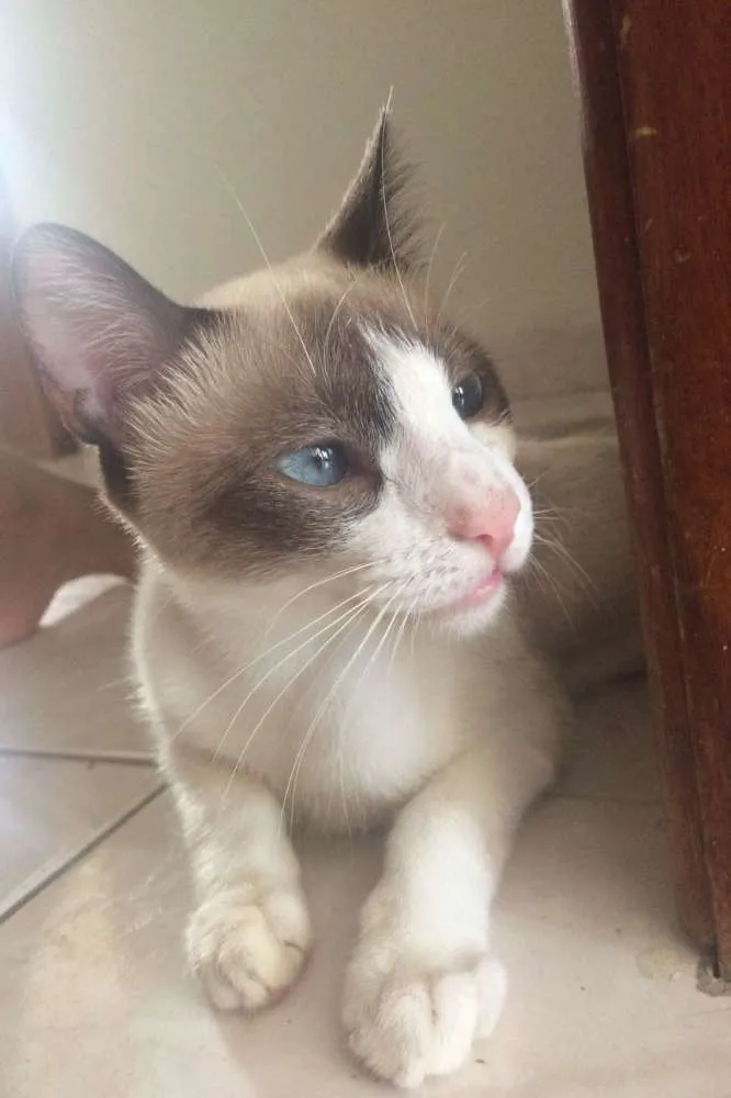 Gato ra a Não definida idade 7 a 11 meses nome Lulu