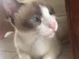 Lulu