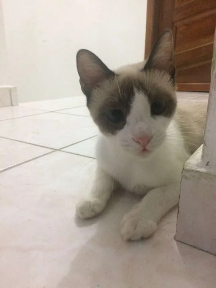Gato ra a Não definida idade 7 a 11 meses nome Lulu