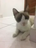 Lulu