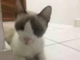 Lulu