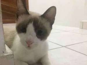 Gato raça Não definida idade 7 a 11 meses nome Lulu