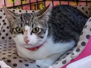 Gato raça  idade 2 a 6 meses nome Perla