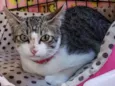 Perla