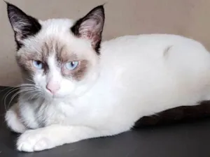 Gato raça Sialata idade 2 a 6 meses nome Horácio