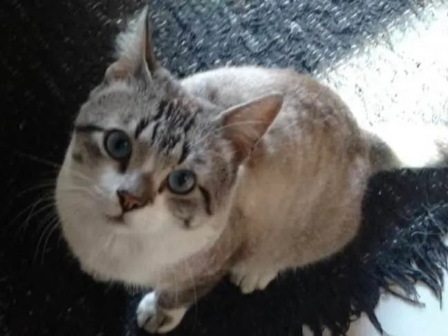 Gato ra a SRD idade 4 anos nome Derik