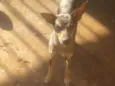 Mel, bolinha, olivia