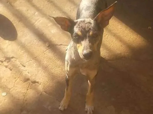 Cachorro ra a Vila-lata idade 2 a 6 meses nome Mel, bolinha, olivia