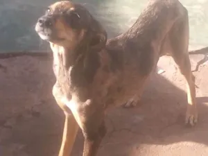 Cachorro raça Vila-lata idade 2 a 6 meses nome Mel, bolinha, olivia