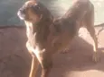 Mel, bolinha, olivia