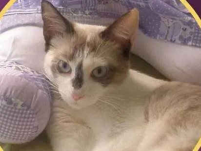 Gato ra a SRD idade 6 ou mais anos nome Pandinha
