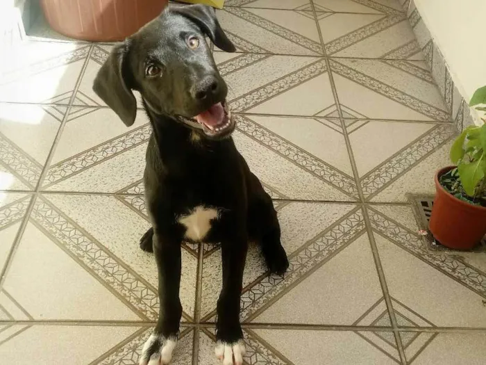 Cachorro ra a Raça não definida idade 2 a 6 meses nome Billy