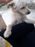 Mel