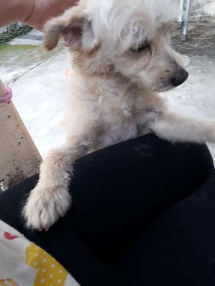 Cachorro ra a Indefinida idade 1 ano nome Mel