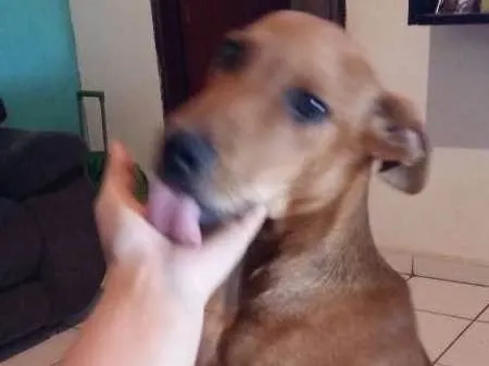 Cachorro ra a Vira lata idade 2 anos nome Mike