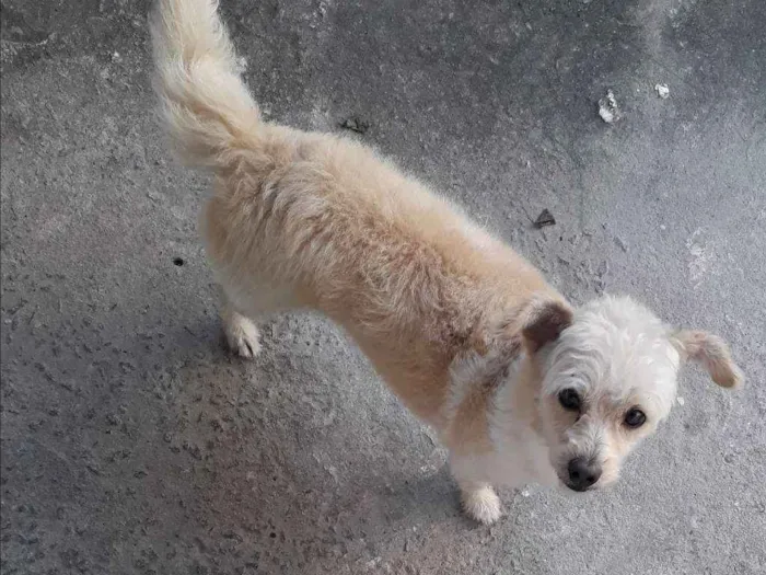 Cachorro ra a Indefinida idade 1 ano nome Mel