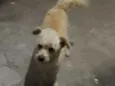 Mel