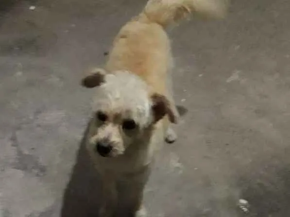 Cachorro ra a Indefinida idade 1 ano nome Mel