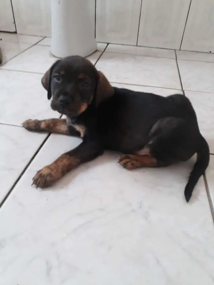 Cachorro ra a SRD idade Abaixo de 2 meses nome Filhotes