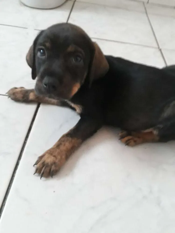 Cachorro ra a SRD idade Abaixo de 2 meses nome Filhotes